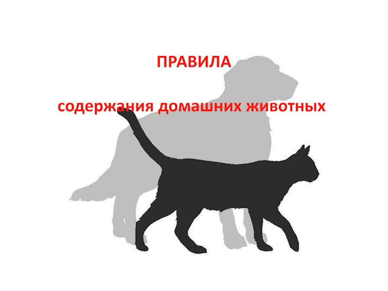 Памятка о требованиях и правилах по содержанию домашних животных.